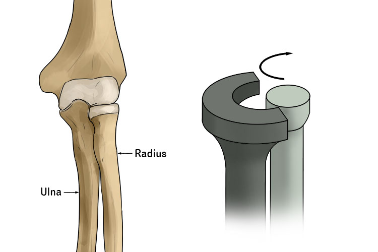The pivot joint at the top of the ulna and radius looks like the following: